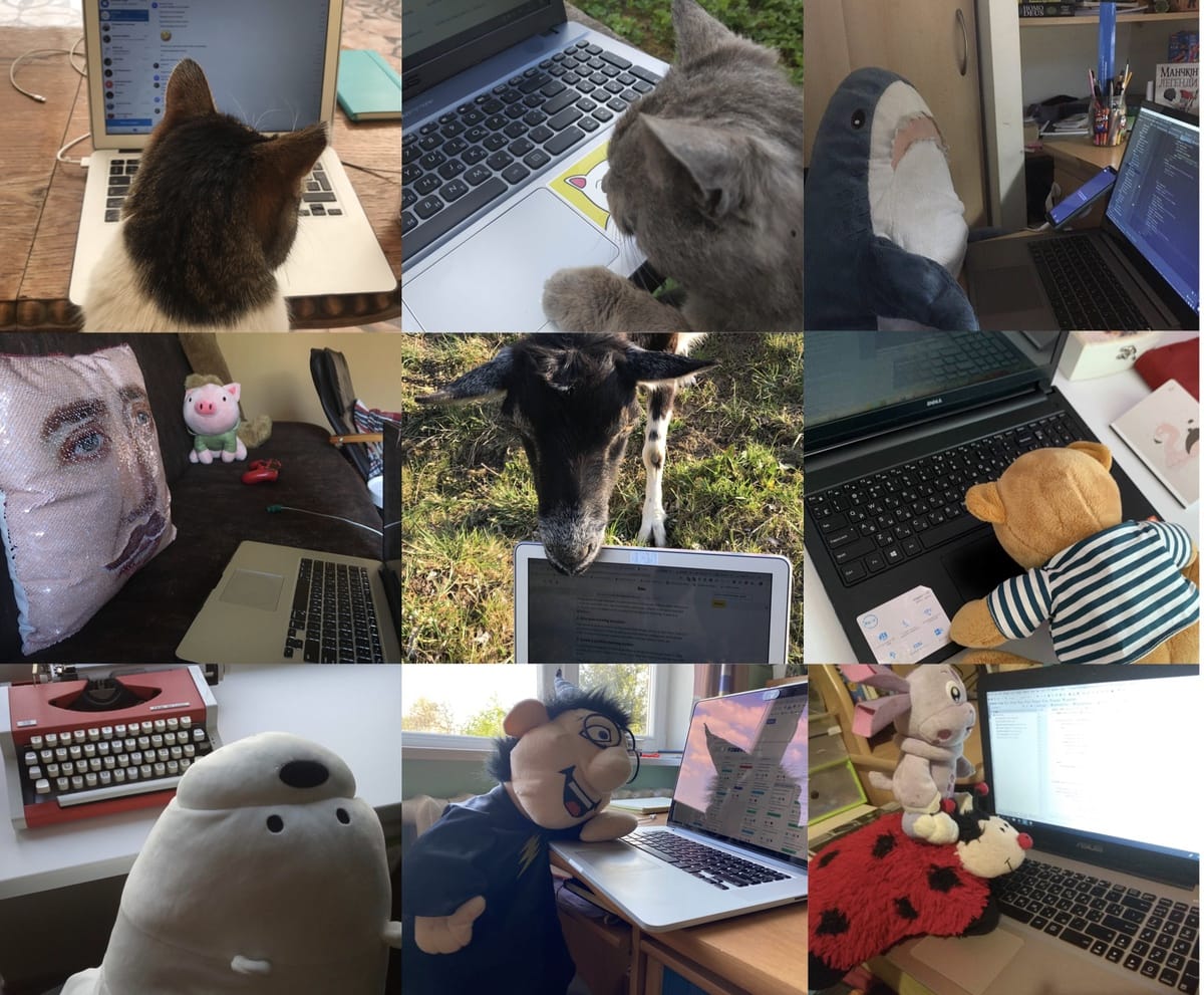 Remote work with pets and toys.